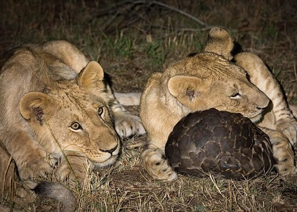 狮子聆听穿山甲在壳内的动静。