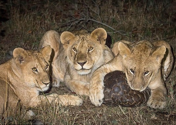 狮子企图咬破穿山甲的外壳