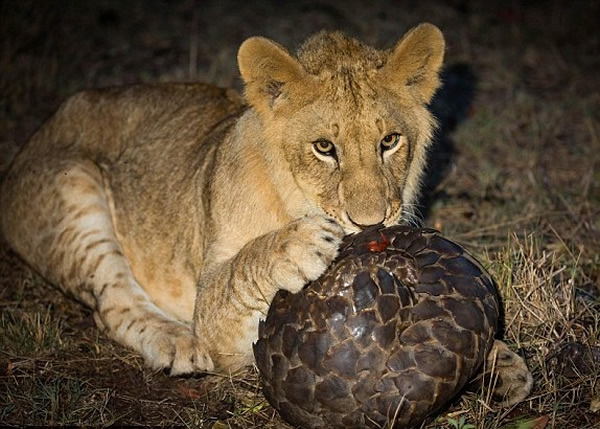 狮子始终无法弄破穿山甲的外壳