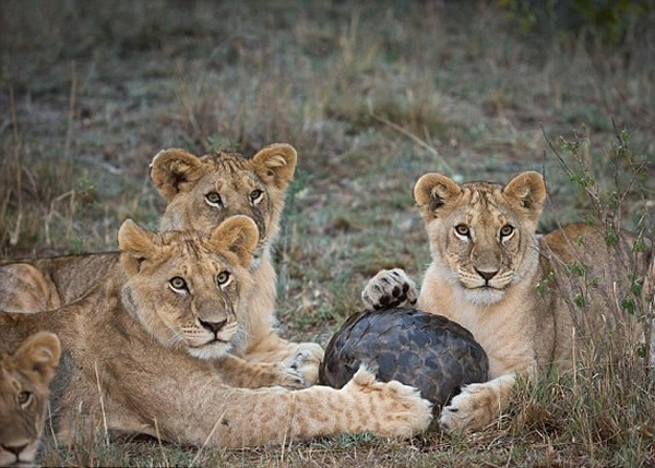狮子们对躲在壳中的穿山甲束手无策