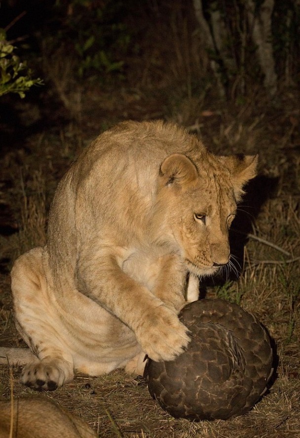 狮子不能大快朵颐,显得十分沮丧。