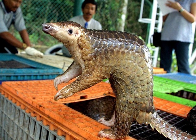 穿山甲躲的外壳非常坚固,连狮子也无法撕破。(资料图片)