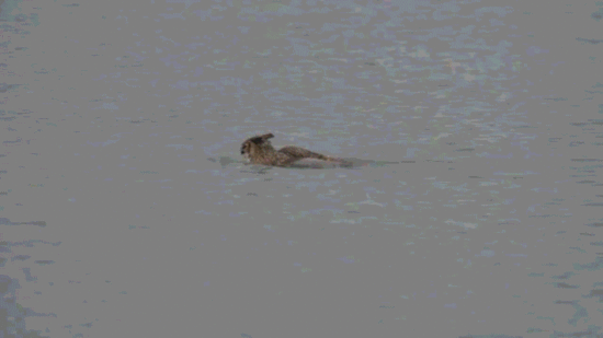 美国一只猫头鹰被2只游隼驱赶到湖中游“蝶泳”