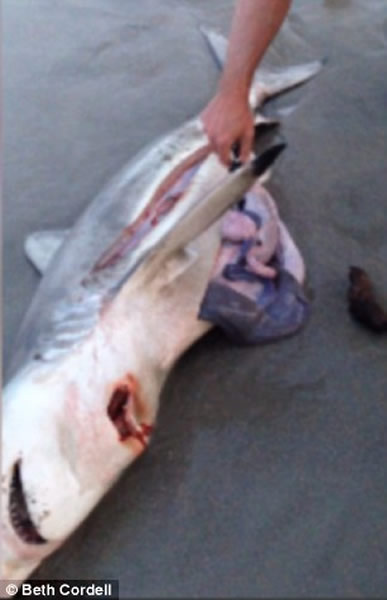 南非海滩游客帮鲨鱼妈妈尸体接生 协助鲨鱼宝宝回到大海