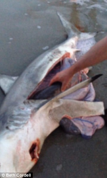 南非海滩游客帮鲨鱼妈妈尸体接生 协助鲨鱼宝宝回到大海