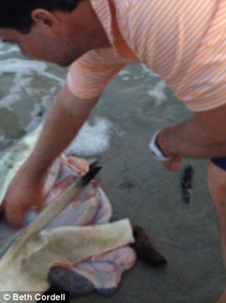 南非海滩游客帮鲨鱼妈妈尸体接生 协助鲨鱼宝宝回到大海