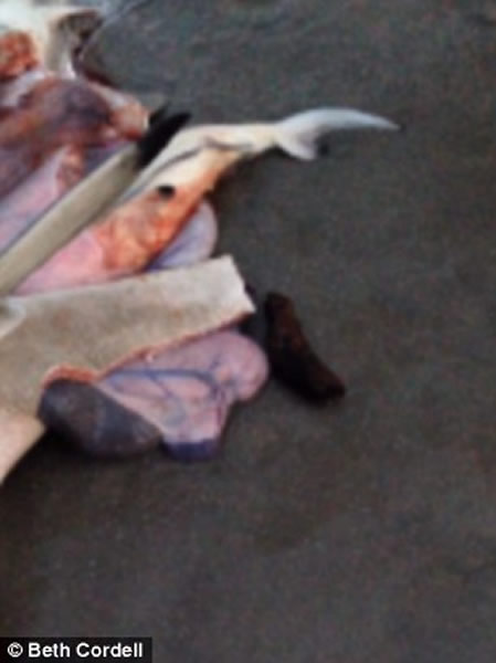 南非海滩游客帮鲨鱼妈妈尸体接生 协助鲨鱼宝宝回到大海