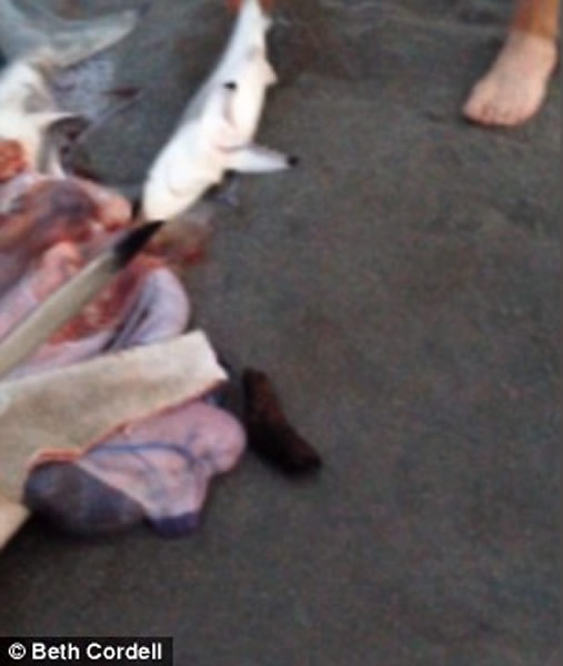 南非海滩游客帮鲨鱼妈妈尸体接生 协助鲨鱼宝宝回到大海