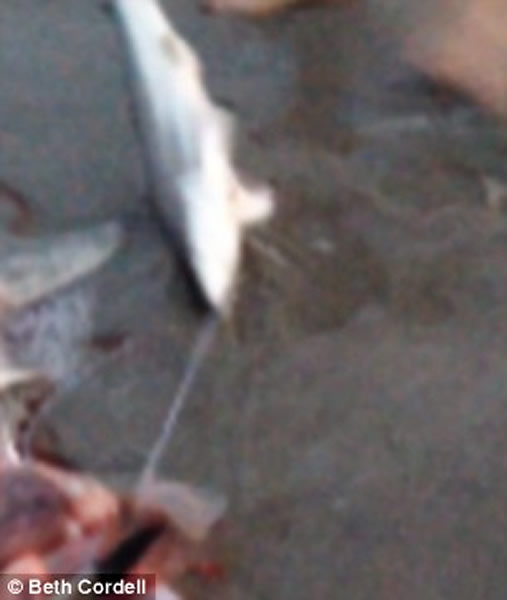 南非海滩游客帮鲨鱼妈妈尸体接生 协助鲨鱼宝宝回到大海