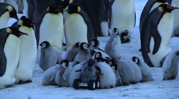 ������͵Ļ�����Ǳ�����Ⱥ���У�С�����ǲ�֪�黹�������һƬ��