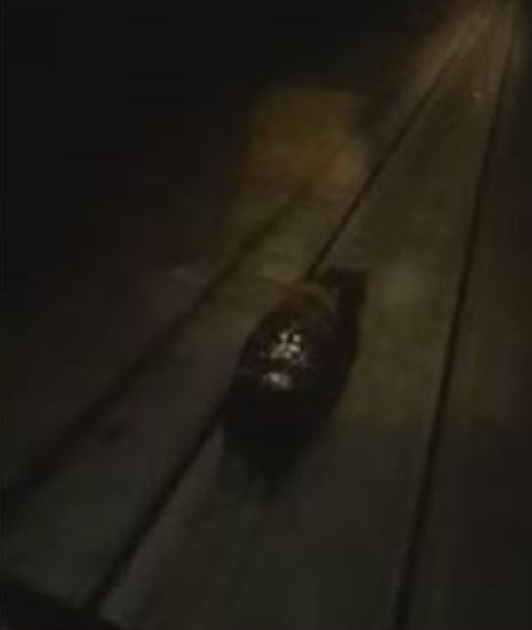 俄罗斯列车长发现“黑熊”铁路奔跑 不停车反加速撞击