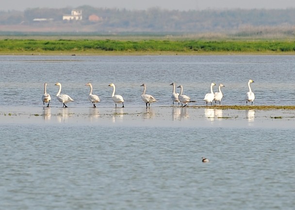 ۶����ӭ��Խ������Ǩ��߷�