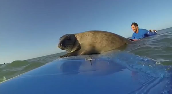 һͷ���С�You���ĺ��������׽������ߣ�����ռ�˳��˰壬���ڰ��ϲ�Ը�뿪��