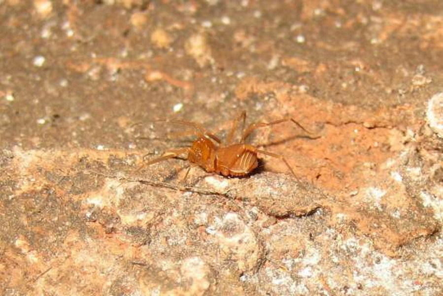 Sclerobunus steinmanni