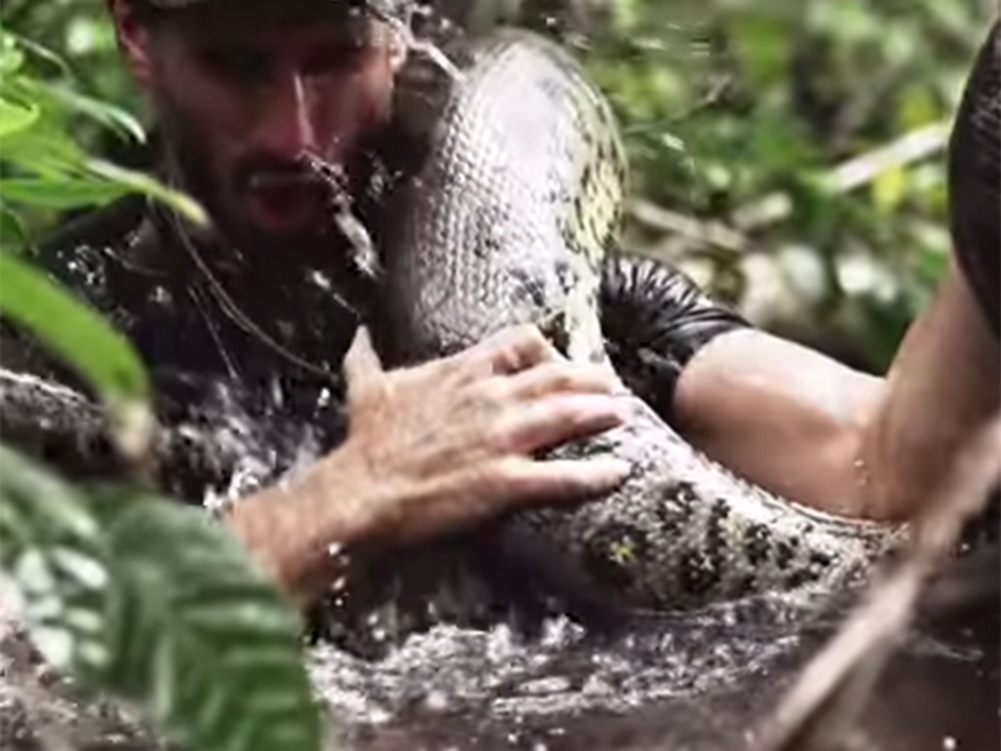 Discovery��Eaten Alive������Ұ������ר�ұ�һ�������߻������ȥ