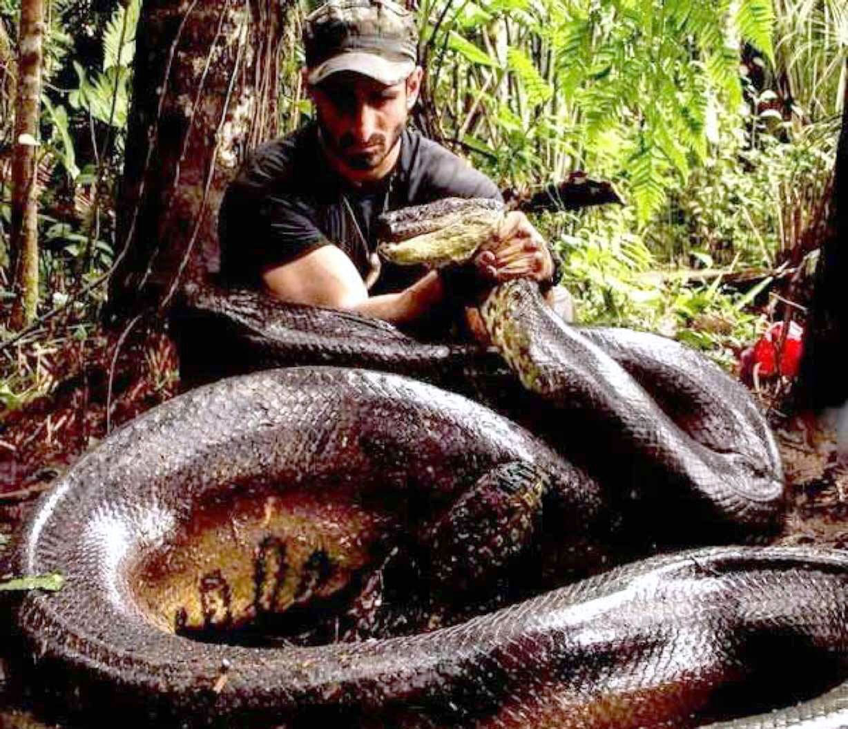 捕食鳄鱼的蛇类—森蚺 - 蟒蛇科普