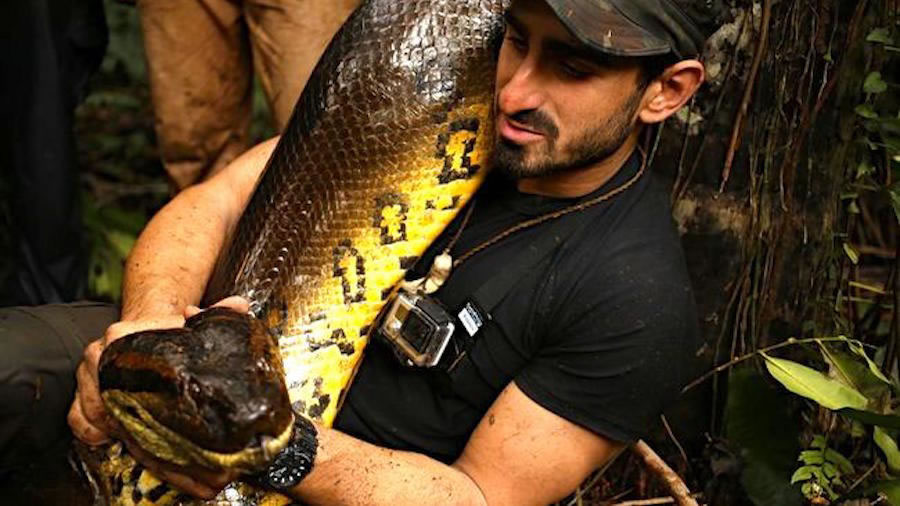 Discovery��Eaten Alive������Ұ������ר�ұ�һ�������߻������ȥ