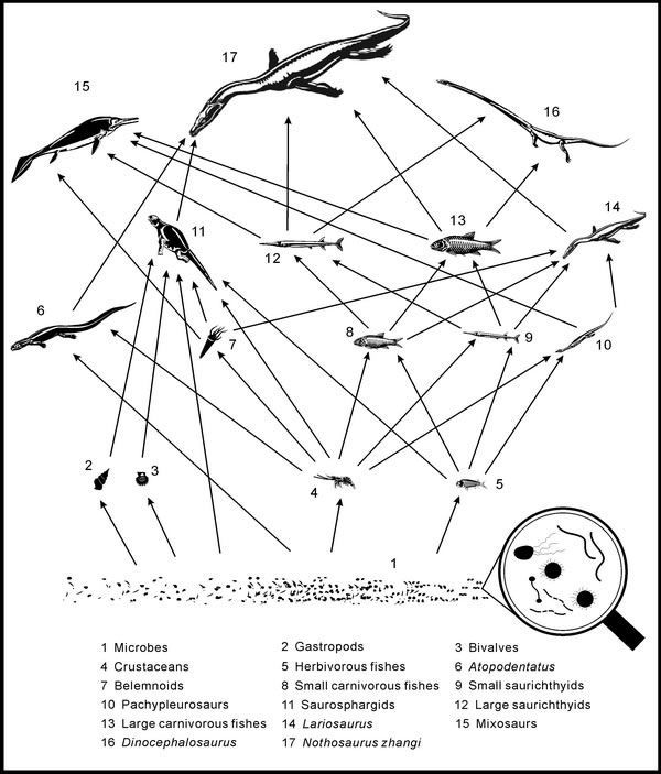 图六：罗平生物群的食物网