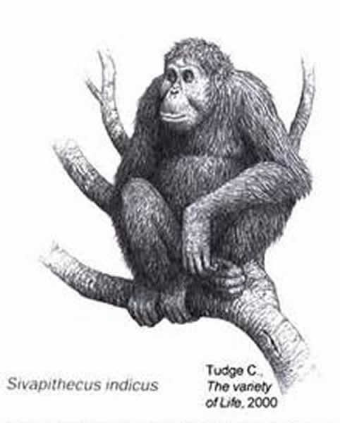 西瓦古猿印度种(Sivapithecus indicus)复原图