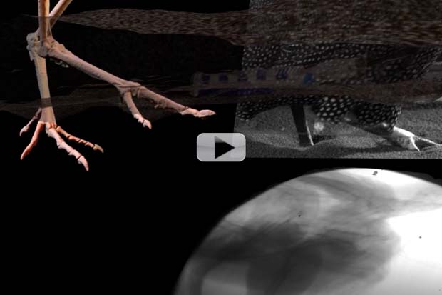 把鸟类走过沉积物表面的足运动用于模拟足迹形成有助于研究恐龙足迹化石