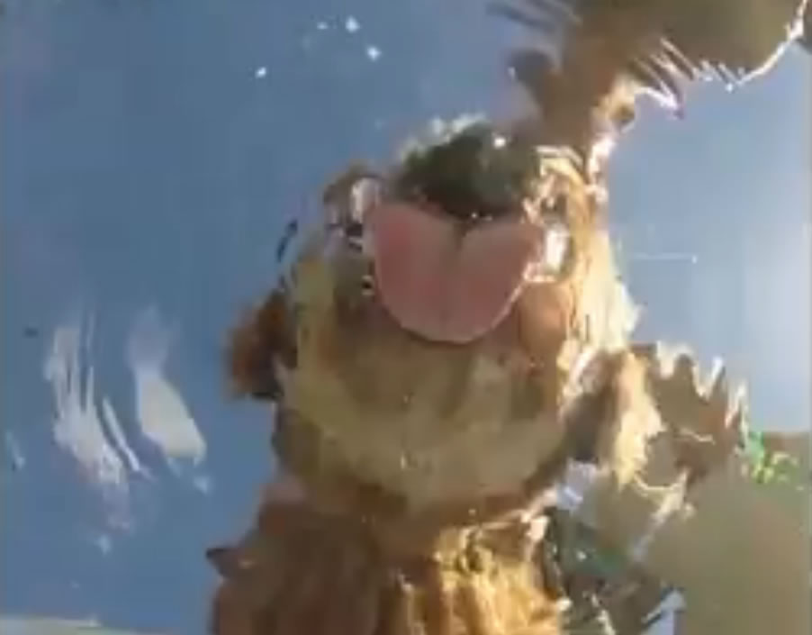 Ȯ��Ϊ�������ݵ���ˮ��