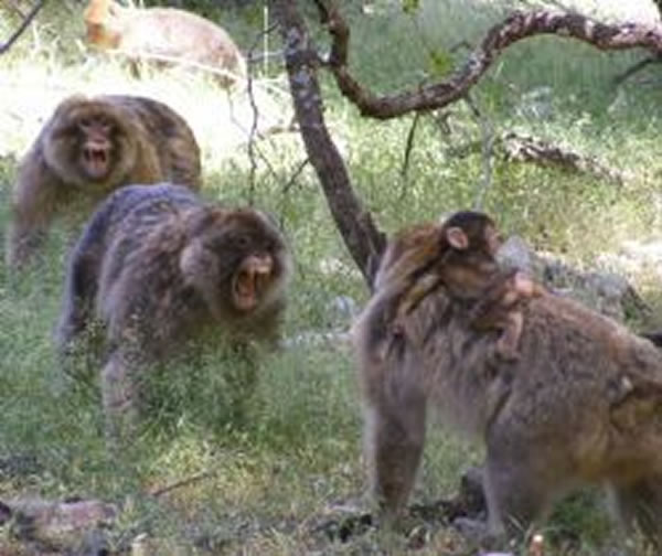 ����⨺�֮�������Ͽ��ܻ����ճ�ѹ�����к�����ЧӦ