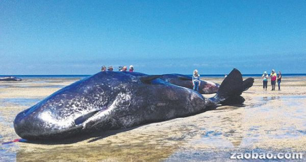 �Ĵ������ϲ����а������º�̲��������Ĩ�㾨ʬ��