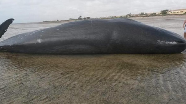 澳洲南部约克半岛帕拉拉海滩发现7头抹香鲸尸体