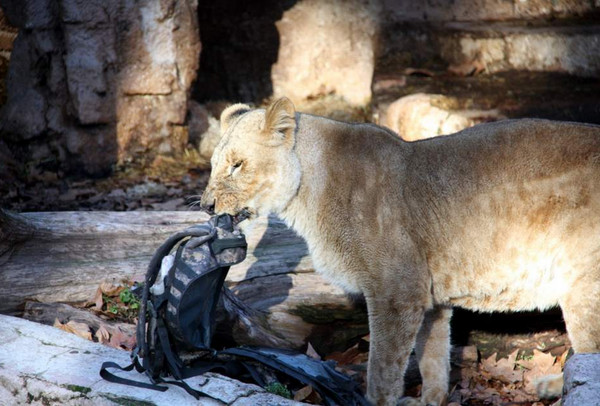 西班牙前警官闯进狮栏,却马上被狮子扑倒拖进隧道要他「一起玩」。