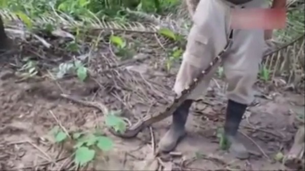 这条蛇真很长。