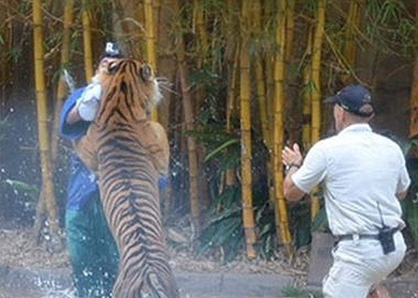 老虎扑向斯泰尔斯,将他狂咬致重伤。