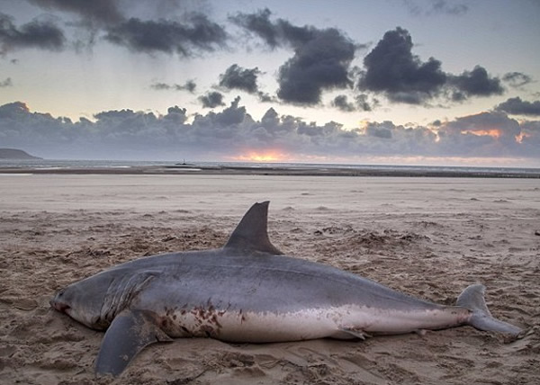 �����ɱ����ϰ����ǳ����