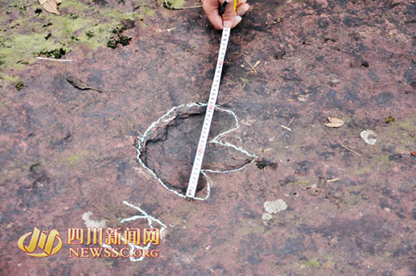 测量恐龙脚印化石