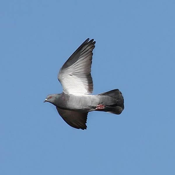 鸽子的导航能力会受到重力异常的影响