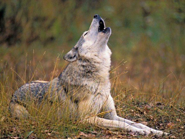 ɱ�Ǿȼ�����ʵ��䷴