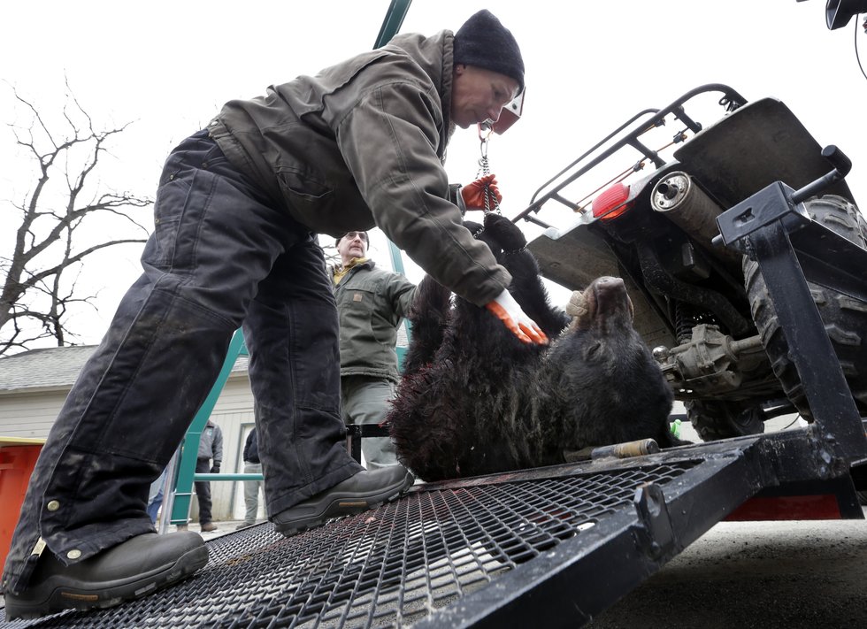 ������Ұ����������ʦKim Tinnes�ڰ���һֻ�ش�346�������ܡ�