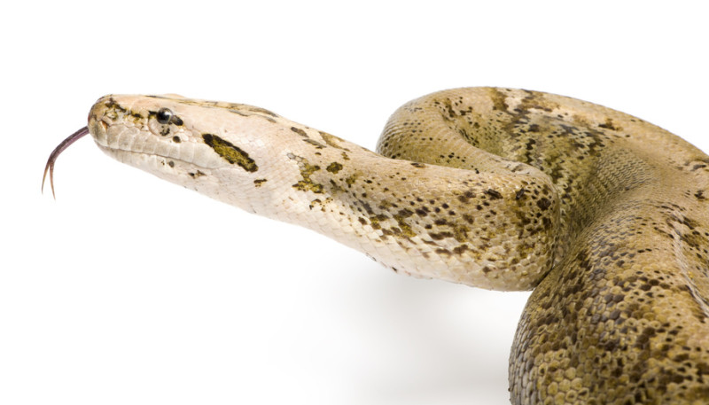 新研究发现展示蛇毒基因在进化成蛇毒之前的功能
