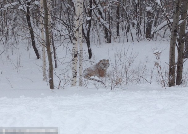 ͼΪ�վ��������ϻ���˹����Ŀǰ���к��������