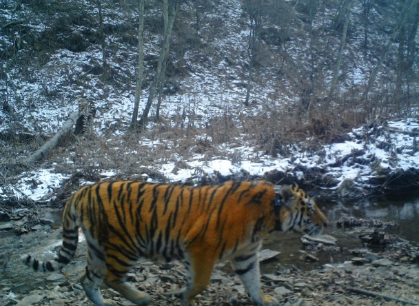 ��һֻ�ϻ�������ѷ��ض���˹��