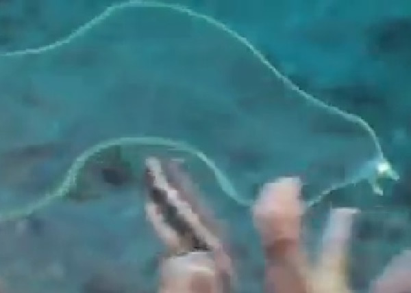 ˮ����������ȫ��͸������ǰ���ǰ�ɫ��