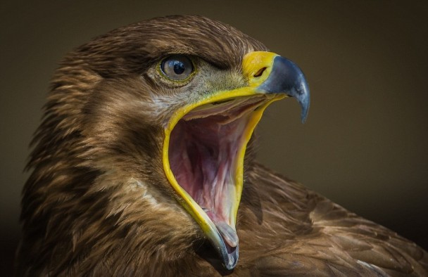 ӥ�ſ���ͣ��������ˡ�