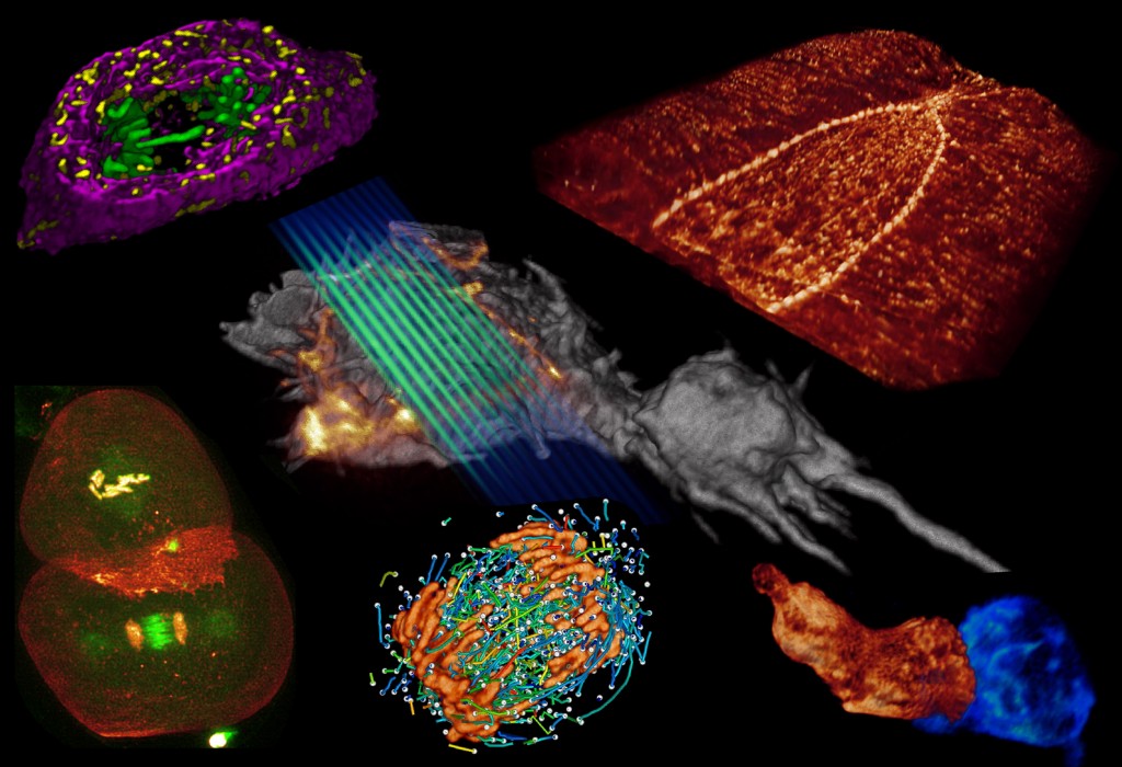 「晶格层光显微术」可以用不到1秒时间取得一个活体影像，而且可以研究整个细胞分裂的过程（大约20几分钟）。图片提供：陈壁彰。