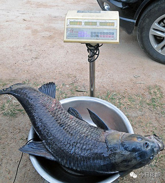 �㶫���㰮�����ڻ�����ˮ�����ɹ�����һ��50����صĳ������