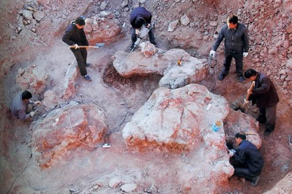 荐椎化石挖掘现场