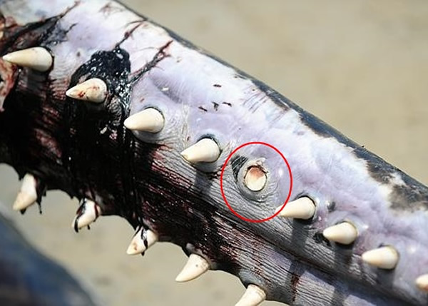 ������Ĩ�㾨������(��Ȧ)���˰ε�͵ȥ