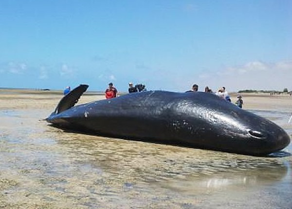 7��Ĩ�㾨ʬ����ǰ��ǳ�ڰ�����ɣһ����̲