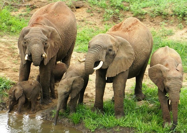 大象妈妈带同双胞胎与另一对母子一起喝水