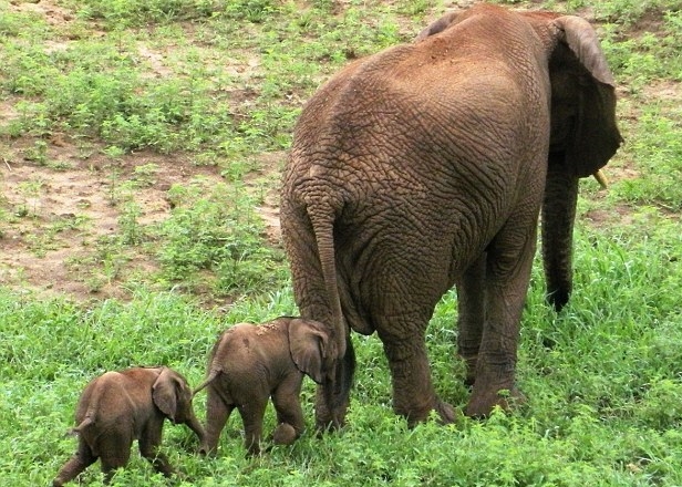 两只可爱小象跟着妈妈一起走
