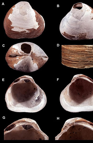 �������������֣�������ǰ�������Ȼ�ʯ