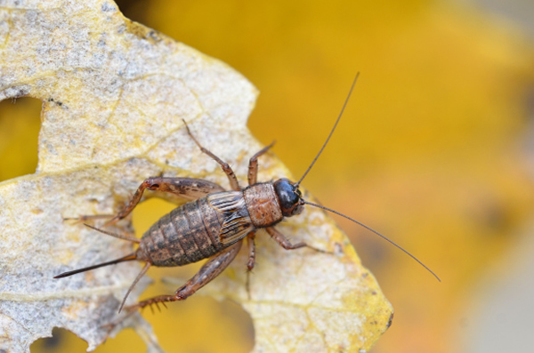 蟋蟀会增肥来避免被蜘蛛吃掉